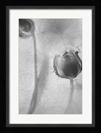 Framed Flowers on Ice-9 Print