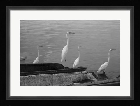 Framed Garzas BW-8 Print