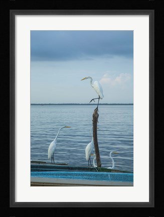 Framed Garzas-1-2 Print