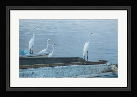 Framed Garzas-2-2 Print