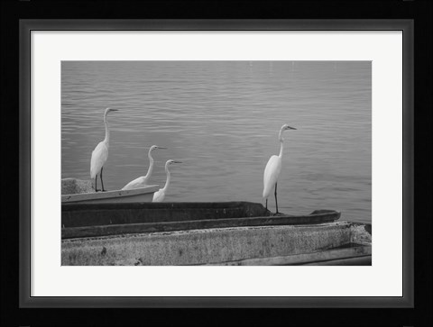Framed Garzas-2 Print