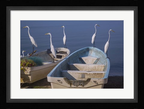 Framed Garzas-7-2 Print