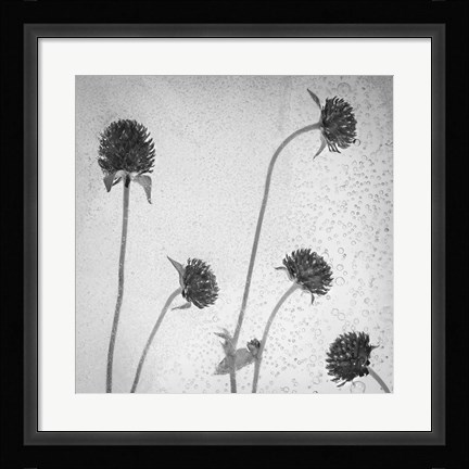 Framed Flores Secas 36-2 Print
