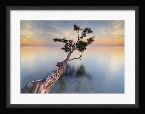 Framed Water Tree XIV Print