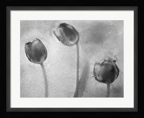 Framed Flowers on Ice BW-5 Print