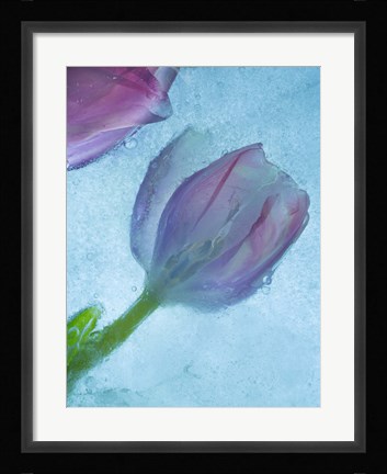 Framed Flowers on Ice-2 Print
