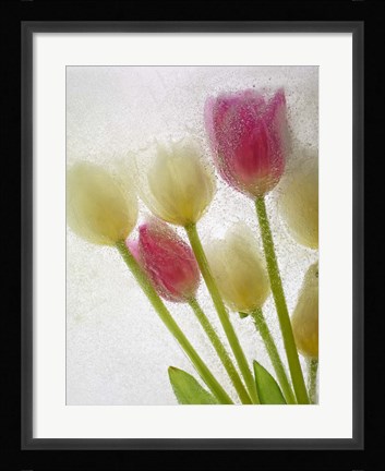 Framed Flores Congeladas 605 Print