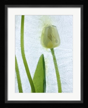 Framed Flores Congeladas 572 Print