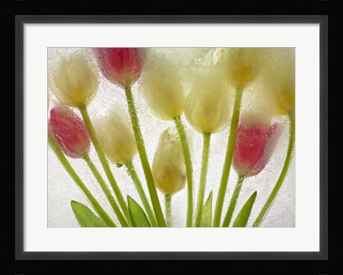 Framed Flores Congeladas 610 Print