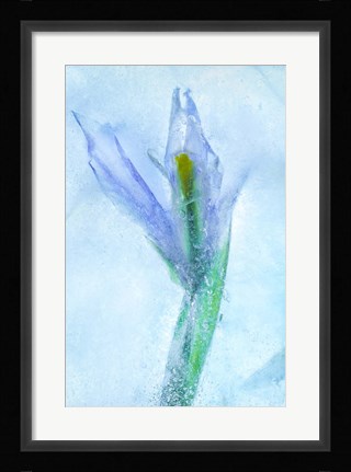 Framed Flores Azules 56 Print