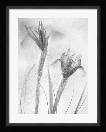 Framed Flores Azules 57-2 Print