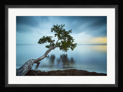 Framed Water Tree 11 Color Print