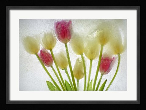 Framed Flores Congeladas 603 1 Print