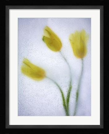 Framed Tulipanes Amarillos 37 3 Print