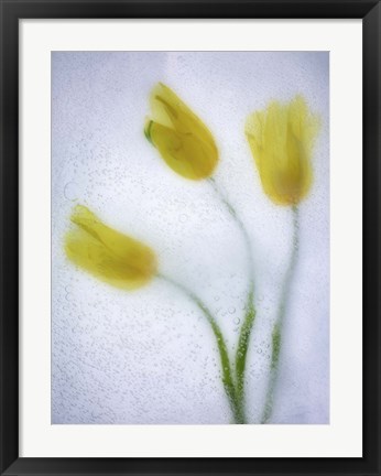 Framed Tulipanes Amarillos 37 3 Print