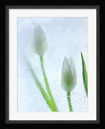 Framed Tulipanes Blancos 32 BN Print
