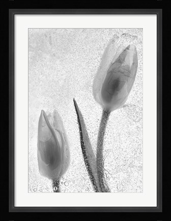 Framed Tulipanes Blancos 33-2 Print