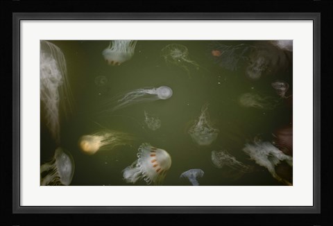 Framed Medusae Print