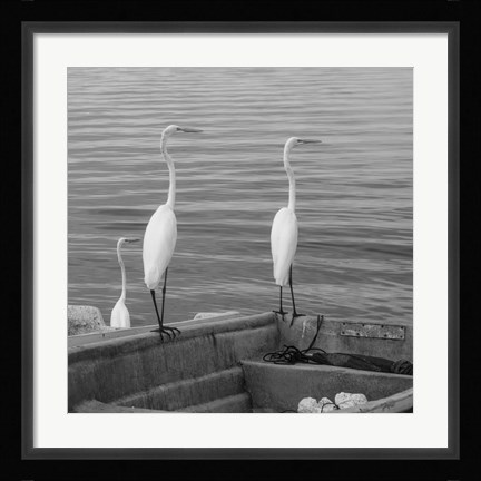 Framed Garzas-3 Print