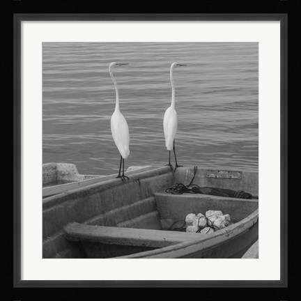 Framed Garzas-4 Print