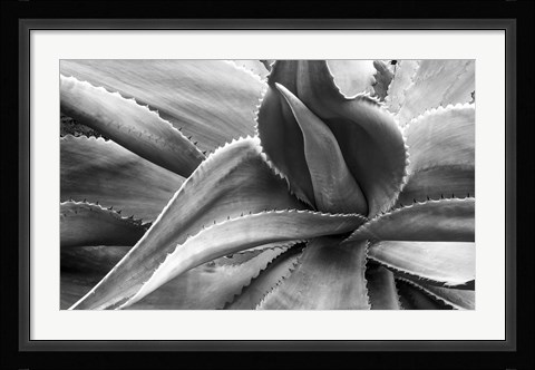 Framed Agave Americana Print