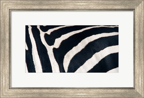 Framed Zebra stripes Print