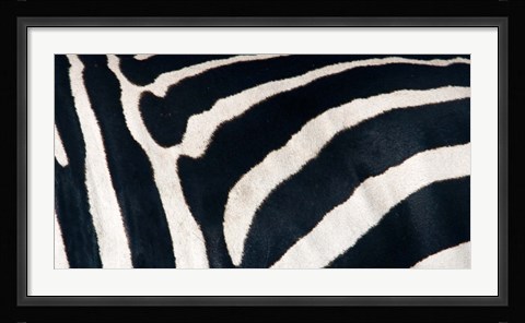 Framed Zebra stripes Print