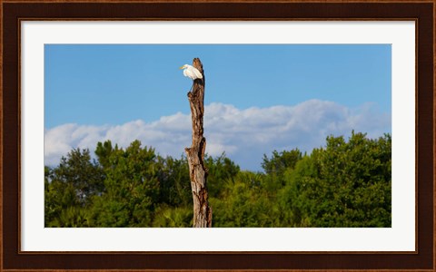 Framed White crane on a dead tree, Boynton Beach, Florida, USA Print