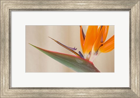 Framed Strelitzia in bloom, California Print