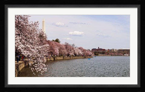 Framed Cherry Blossom trees in the Tidal Basin with the Washington Monument in the background, Washington DC, USA Print