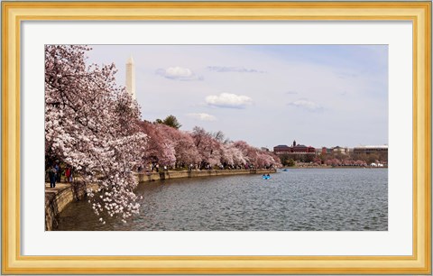 Framed Cherry Blossom trees in the Tidal Basin with the Washington Monument in the background, Washington DC, USA Print