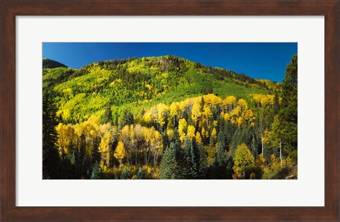 Framed Aspen trees on mountain, Sunshine Mesa, Wilson Mesa, South Fork Road, Uncompahgre National Forest, Colorado, USA Print
