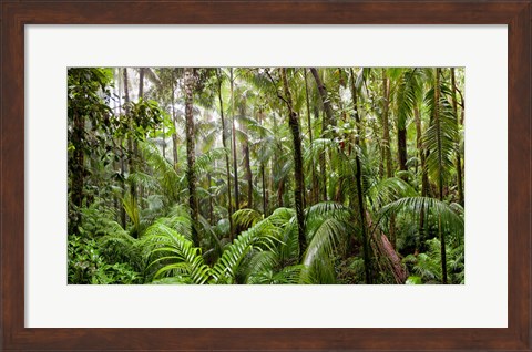 Framed Trees in tropical rainforest, Eungella National Park, Mackay, Queensland, Australia Print