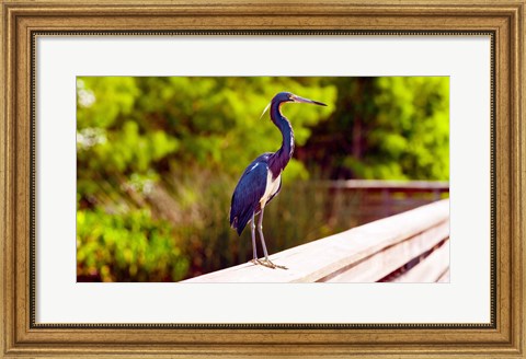 Framed Close-up of an blue egret, Boynton Beach, Florida, USA Print