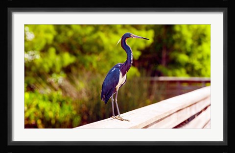 Framed Close-up of an blue egret, Boynton Beach, Florida, USA Print