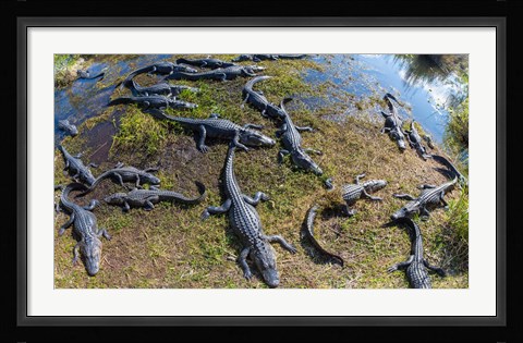 Framed Alligators along the Anhinga Trail, Everglades National Park, Florida, USA Print