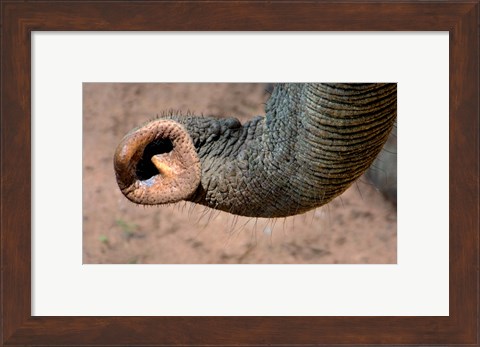 Framed African elephant, (Loxodonta africana), Elephant Trunk, Samburu National Reserve, Kenya Print