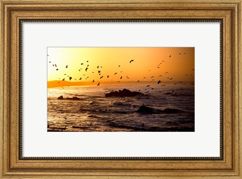 Framed Flock of seagulls fishing in waves at sunset, Morbihan, Brittany, France Print