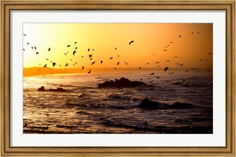 Framed Flock of seagulls fishing in waves at sunset, Morbihan, Brittany, France Print