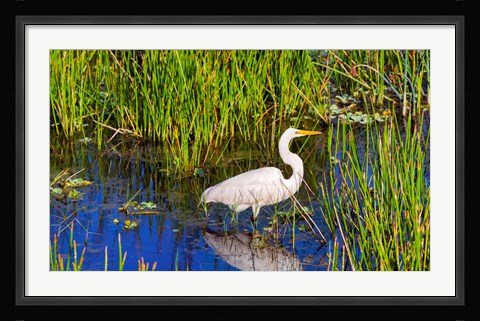Framed Reflection of white crane in pond, Boynton Beach, Florida, USA Print