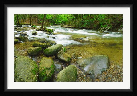 Framed Stream following through a forest, Little River, Great Smoky Mountains National Park, Tennessee, USA Print