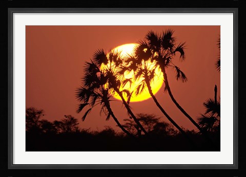 Framed Sunrise behind silhouetted trees, Kenya, Africa Print