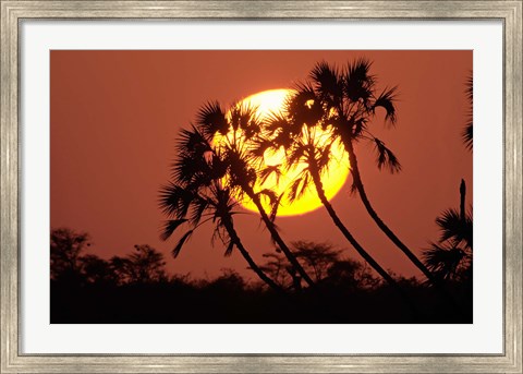Framed Sunrise behind silhouetted trees, Kenya, Africa Print