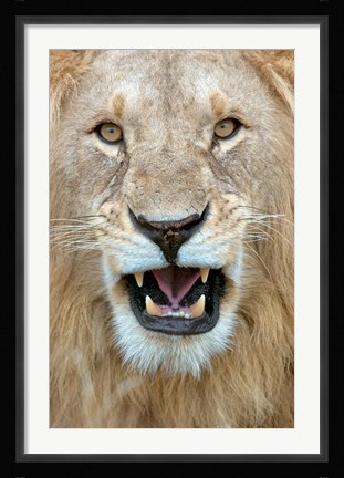 Framed Close-up of a lion (Panthera leo) yawning, Masai Mara National Reserve, Kenya Print
