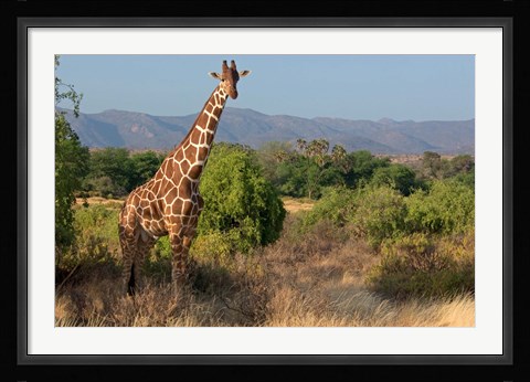 Framed Giraffe walking across plain, Kenya Print