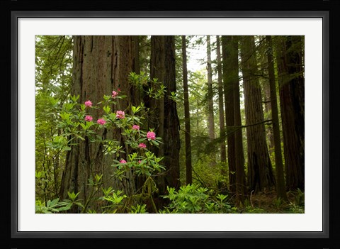 Framed Redwood trees and rhododendron flowers in a forest, Del Norte Coast Redwoods State Park, Del Norte County, California, USA Print