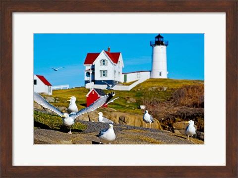 Framed Seagulls at Nubble Lighthouse, Cape Neddick, York, Maine, USA Print