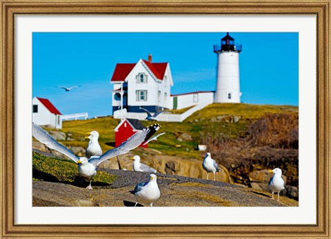Framed Seagulls at Nubble Lighthouse, Cape Neddick, York, Maine, USA Print