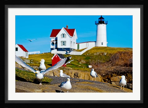 Framed Seagulls at Nubble Lighthouse, Cape Neddick, York, Maine, USA Print