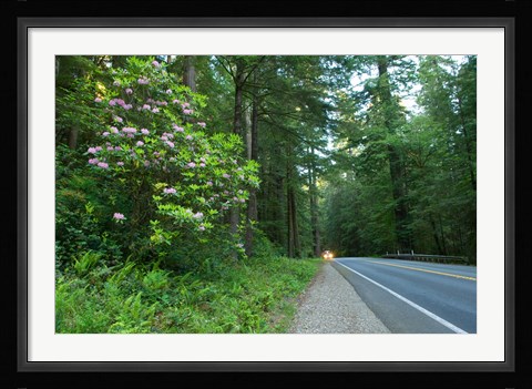 Framed Redwood trees and Rhododendron flowers in a forest, U.S. Route 199, Del Norte County, California, USA Print